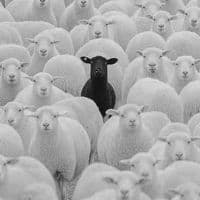 TikTok Account - spotifydecria