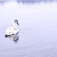 TikTok Account - solace_93