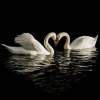 TikTok Account - annano525