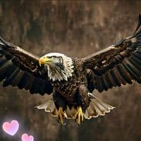 TikTok Account - yldever