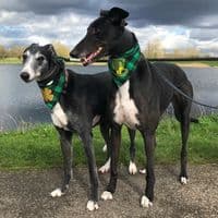 TikTok Account - rosie_n_dexter