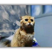 TikTok Account - m.a.h.m.o.o.d_7