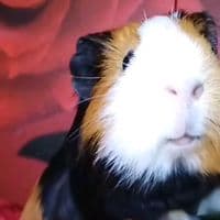 TikTok Account - animallover.zx123