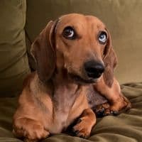 TikTok Account - wienerdogbruno