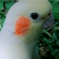 TikTok Account - birds.fonnd