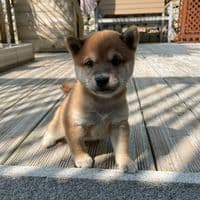 TikTok Account - ubudfmz