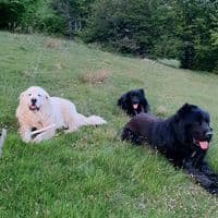 TikTok Account - ferma.de.la.bran