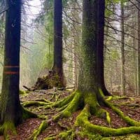 TikTok Account - windsrdgex2