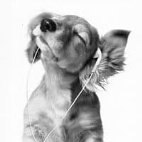 TikTok Account - pollystrawbderina26