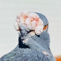 TikTok Account - razaantiguagorguera