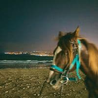 TikTok Account - gulufkawaqooyi