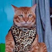 TikTok Account - kimwoyong