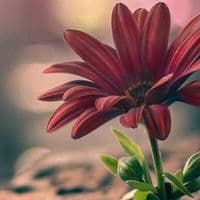 TikTok Account - mariachisilya