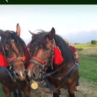 TikTok Account - nicolaejymy