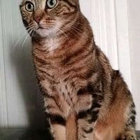 TikTok Account - scorpionmalika