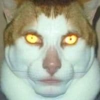 TikTok Account - emotionalvideogram