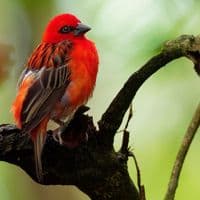 TikTok Account - handie25