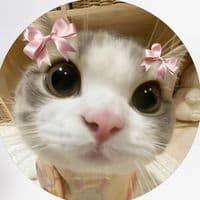 TikTok Account - alice.cattok