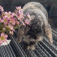 TikTok Account - elegantangel3