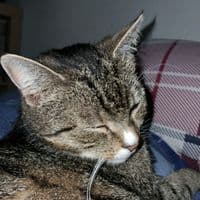 TikTok Account - lanah7232