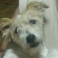 TikTok Account - sal.chichon1