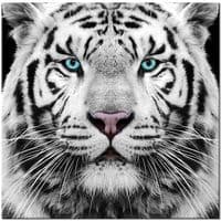 TikTok Account - dumitrashdunas