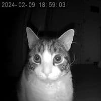 TikTok Account - nahidacheikhh