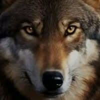 TikTok Account - aydyn933