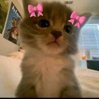 TikTok Account - _audiozs