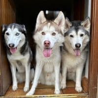 TikTok Account - milperthuskyofficial