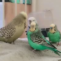 TikTok Account - nicole.schrder2