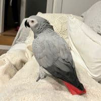 TikTok Account - bananathebird