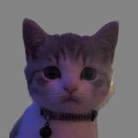 TikTok Account - pickle.the.kitty