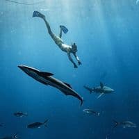 TikTok Account - scubadan_