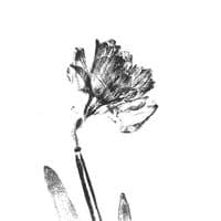 TikTok Account - impressionsofnature