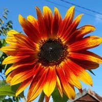 TikTok Account - kochanie12