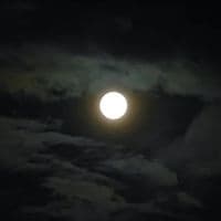 TikTok Account - viralsounds.1