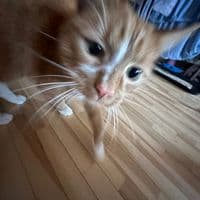 TikTok Account - meja4472