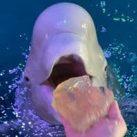 TikTok Account - petfeedings