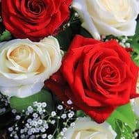 TikTok Account - rosa.bella10