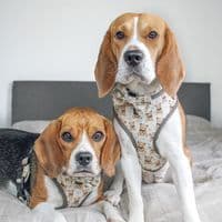 TikTok Account - beagleskiko