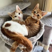 TikTok Account - peachandpablo