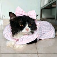 TikTok Account - ayah.koko