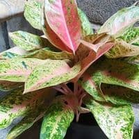 TikTok Account - rositairmasari18