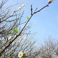 TikTok Account - xiannchow