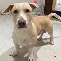 TikTok Account - 3chunn