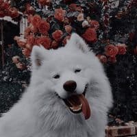 TikTok Account - scarlet.2801