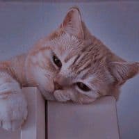 TikTok Account - kramnabong