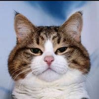 TikTok Account - pororo12z