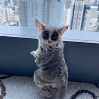 TikTok Account - imzaru.zaru